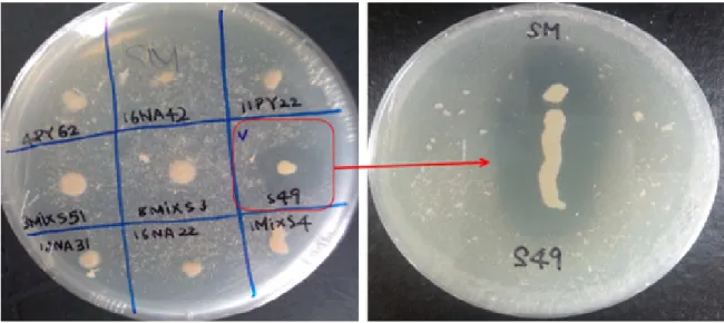 Fig. 1. Photos of protease producing bacteria ( Arthrobacter  sp. S49) by using skim milk agar plate.
