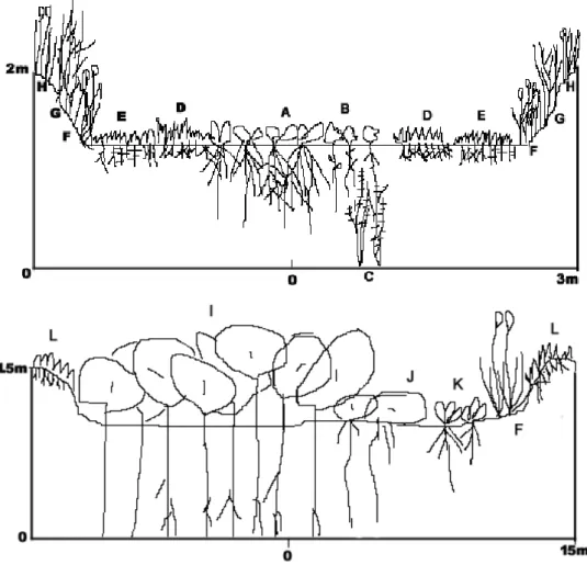 Fig. 3. Profile diagram of vascular hydrophytes communities at surveyed areaFig. 3. Profile diagram of vascular hydrophytes communities at surveyed areaFig