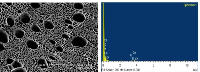 Fig. 1. Surface structure and element composition of biochar derived from  Phragmites communis  using Scanning  Electron Microscope and Energy Dispersive Spectrometer.