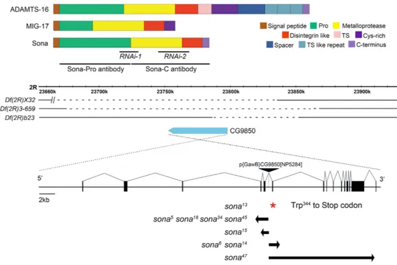 Figure 1.  Domain structure of Sona and generation of sona mutants. (a) Domain structures of mammalian  ADAMTS16, C