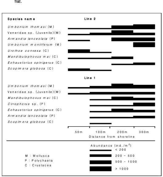 Fig. 8. Spatial distribution of the dominant species of macrobenthos along twoFig. 8. Spatial distribution of the dominant species of macrobenthos along twoFig