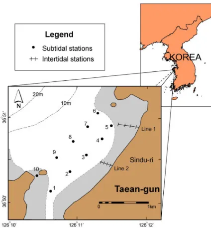 Fig. 1. Map of Sindu-ri coast showing sampling sites on subtidal and intertidal area.