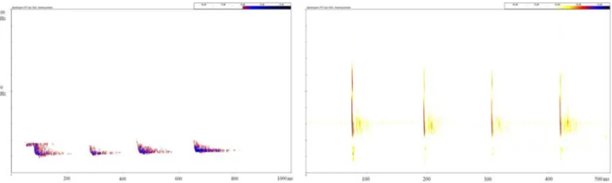Fig. 1. Comparison of spectrograms of sounds by Vespertilio sinensis between over the canopy (left) and under the canopy  (right).
