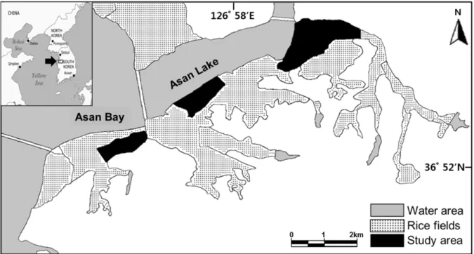 Fig.  1.  Map  of  the  study  areas,  located  around  the  Asan  bay  in  Korea.  The  monitored  rice  field  areas  are  presented  in  black.