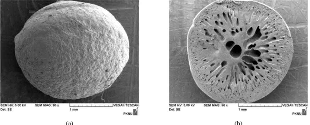 Fig. 1. SEM images of (a) overall shape and (b) sectional shape of extractant PVC-D2EHPA/TBP.