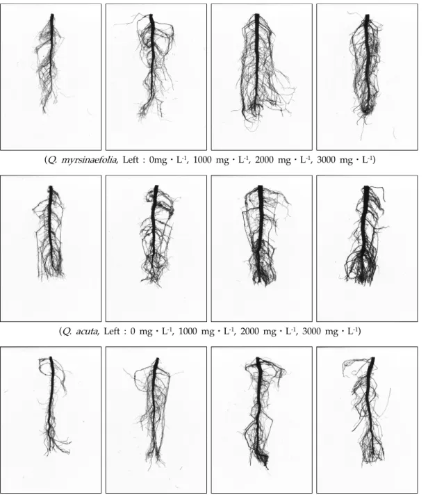 Fig.  2.  Root  images  of  Q.  myrsinaefolia,  Q.  acuta   and  Q.  glauca   container  seedlings  by  different  fertilizing  concentrations.