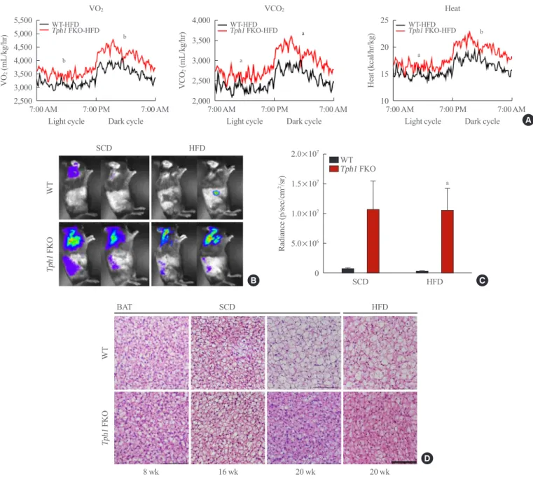 Fig. 2.  Tryptophan hydroxylase 1 (Tph1) knockout (FKO) increased energy expenditure. (A) Oxygen (O2) consumption (left), carbon diox-
