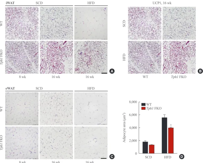 Fig. 3.  Representative images of adipose tissues of tryptophan hydroxylase 1 (Tph1) knockout (FKO) mice
