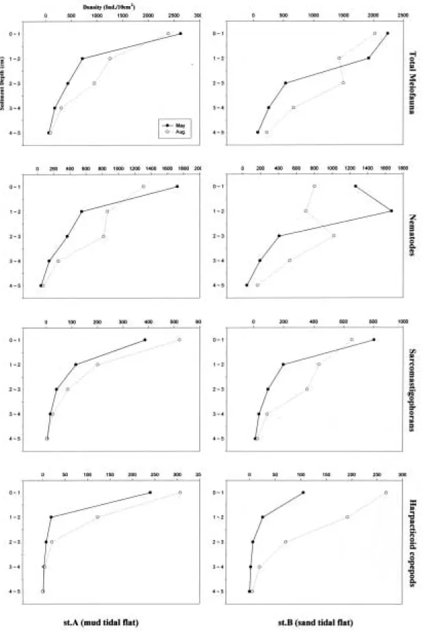Fig. 3. Vertical distribution of dominant meiofaunal groups at study site in May and August, 1998
