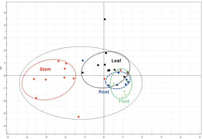 Fig. 3. Partial least squares discriminant analysis (PLS-DA) for the flavonoid compounds in the edible portions of 42  vegetables (■: Leaf type,  ● : Stem type,  ◆ : Root type,  ＊ : Fruit type)