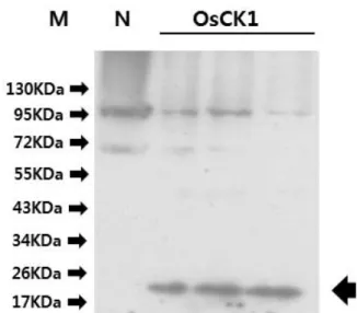 Fig. 1. Confirmation of the T-DNA genes on the Disease Resistant ( OsCK1)  rice and non-Genetically modified  (non-GM)  rice