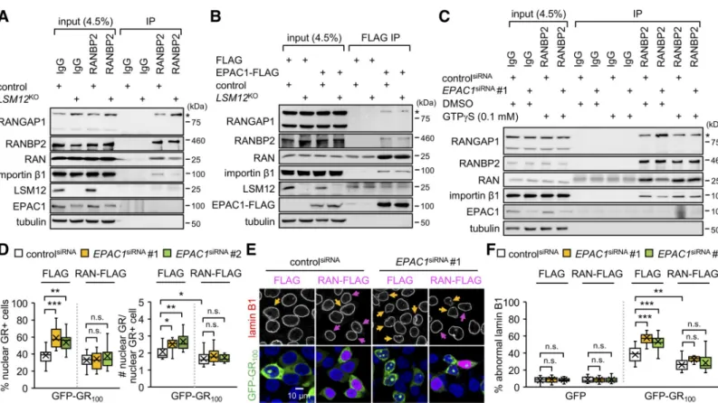 Fig 8. EPAC1 depletion limits RAN-GTP availability for assembly of the RAN-associating nuclear pore complex and suppression of poly(GR) toxicity