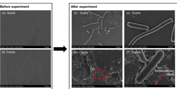 Figure 5. Scanning electron microscope (SEM) images of (a) the quartz substrate before and (b, c) after the experiment and the calcite substrate (d) before and (e, f) after the experiment