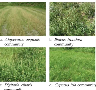 Fig. 2. Plant communities of abandoned paddy fields in  the early stage.