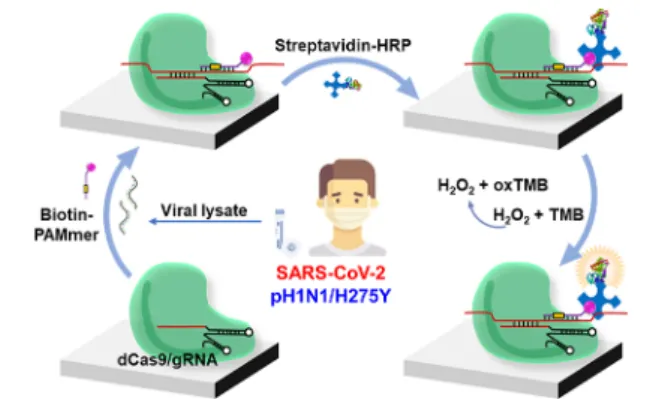 Figure 1 shows a schematic illustration of virus detection