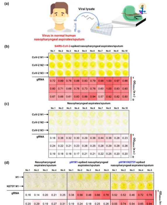 Figure 5. (a) Schematic illustration of virus detection in human nasopharyngeal aspirates and sputum samples based on CRISPR/dCas9