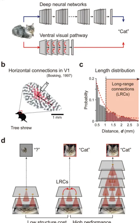 Fig. 1. Cortical long-range horizontal connectivity for cost-efficient circuit. (a) Artificial deep neural networks implement an excessive number of layers and