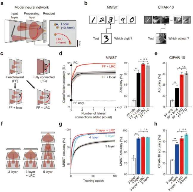 Fig. 2. Long-range connections enhance image classification of shallow networks. (a) Schematic structure of the simplified three-layer visual pathway model (left).