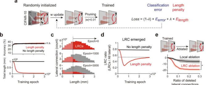 Fig. 4. LRCs emerge spontaneously while optimizing performance and wiring cost. (a) The network was trained with the objective function to minimize classification