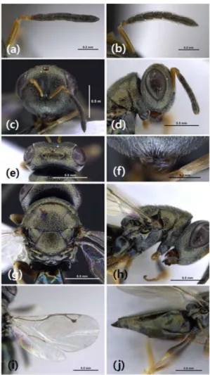 Fig. 2. Body structure of Anisopteromalus apiovorus; (a)  antenna of female, (b) antenna of male, (c) frontal  view of head, (d) lateral view of head, (e) dorsal  view of vertex, (f) clypeus, (g) dorsal view of  mesosoma, (h) lateral view of mesosoma, (i) 