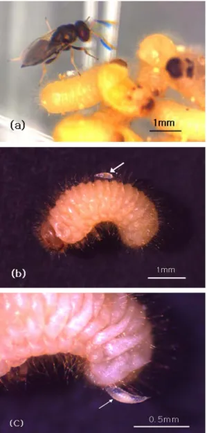 Fig. 3. Anisopteromalus apiovorus laying eggs and the larva; 