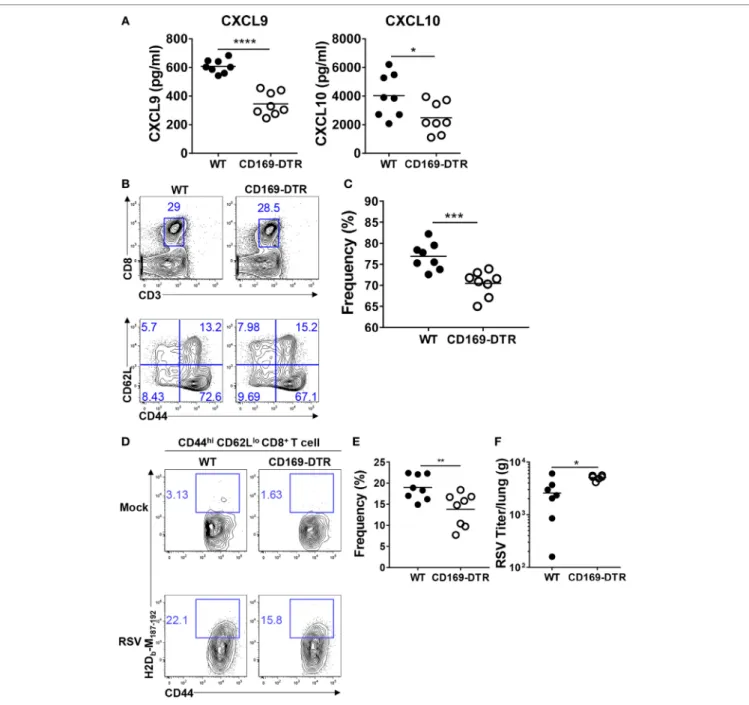 FigUre 6 | CD169 +  cell depletion reduces the recruitment of effector CD8 +  T cells in lungs after respiratory syncytial virus (RSV) infection