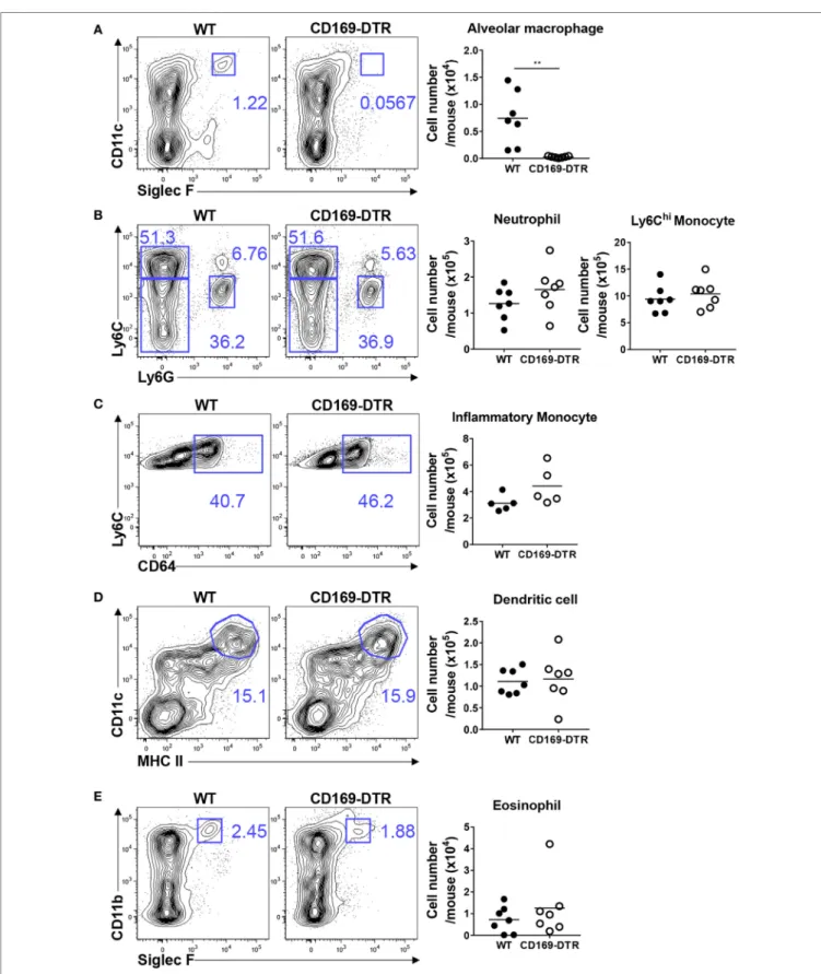FigUre 4 | CD169 +  cell depletion does not affect the lung recruitment of inflammatory cells 5 days after respiratory syncytial virus (RSV) infection