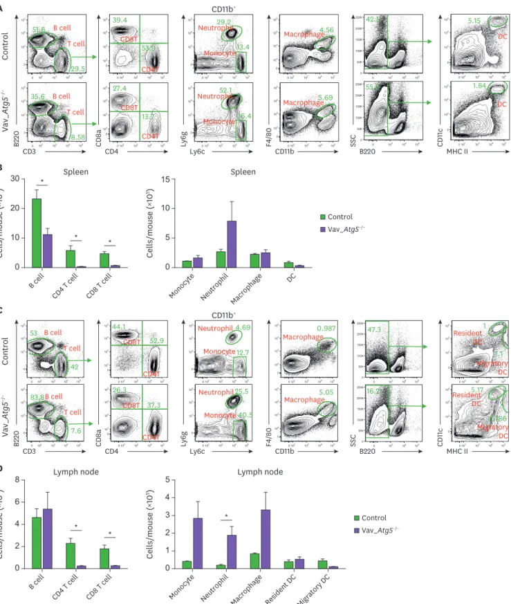 Figure 2.  Vav_Atg5 −/−  mice suffer from severe lymphopenia. Spleen (A, B) and lymph nodes (C, D) were isolated from control and Vav_Atg5 −/−  mice