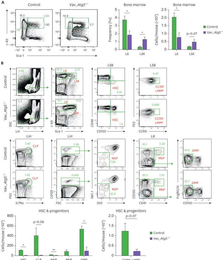 Figure 4.  Atg5 deficiency leads to defective maintenance of HSCs and developmental impairment of hematopoietic progenitor cells