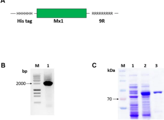 Figure 1. Construction, expression, and purification of cell-penetrating Mx1-9R. Escherichia coli cells 