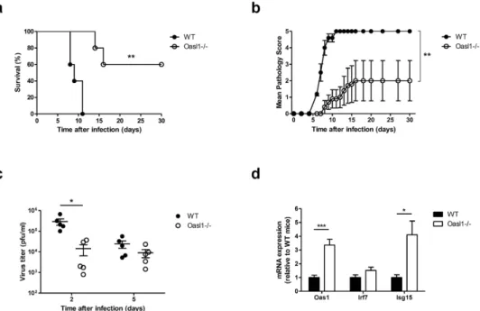 Figure 1.  OASL1 deficiency enhances immune protection against mucosal HSV-2 infection