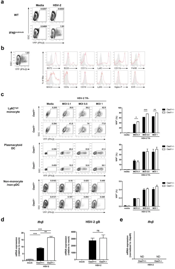 Figure 4.  Ly6C high  monocytes are major contributors of the enhanced production of type I IFNs in 