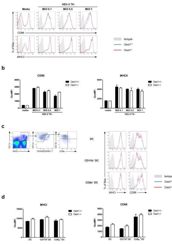 Figure 6.  Expression of co-stimulatory molecules on antigen presenting cells in Oasl1 −/−  mice is 