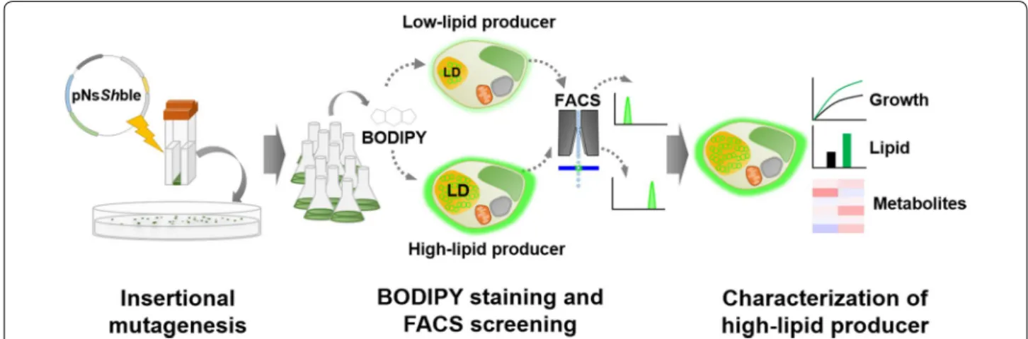 Fig. 1  Schematic illustration of this study. Insertional mutagenesis and FACS‑based screening by using BODIPY staining method were performed to  isolated high‑lipid biosynthesizing N