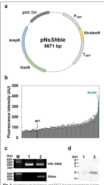 Fig. 2  Insertional mutagenesis and FACS‑based screening to isolate  high lipid‑accumulating N