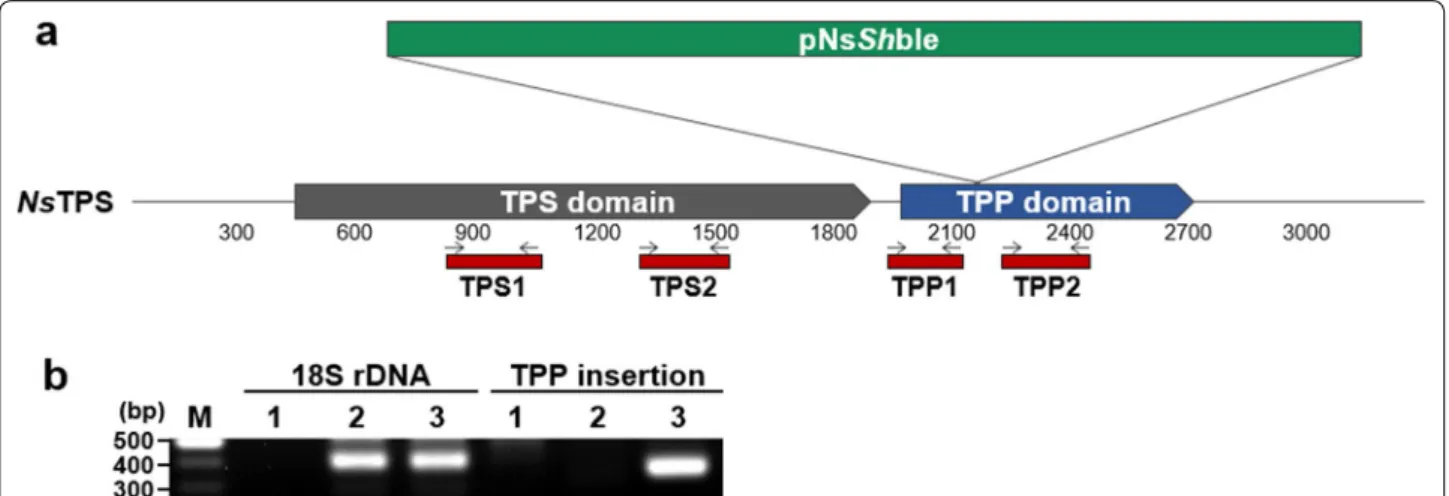 Fig. 4  Genetic map of NsTPS with integration site of pNsShble. a Genetic map of NsTPS is shown in approximate scale showing the TPS and TPP  domains, together with integration site of pNsShble