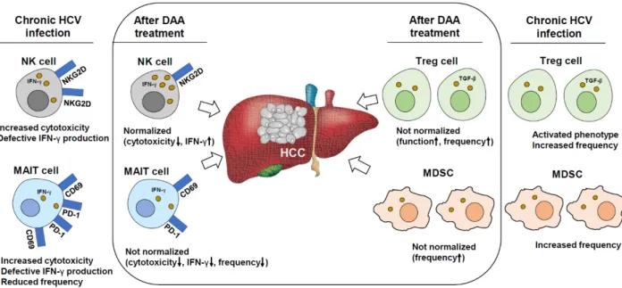 Figure 1. Changes in the phenotypes of immune cells after DAA-mediated HCV clearance. During chronic HCV infection, 
