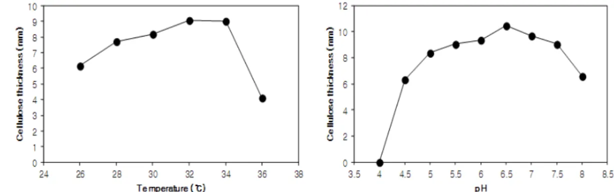 Fig. 6. Visual observation (A, B), scanning electron micrograph (C) and X-ray diffraction pattern (D) of cellulose produced by  Acetobacter sp