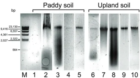 Table 4에서  보는  바와  같이  lysis buffer method로  추출한  논  토양  gDNA  농도와  순도가  가장  낮았고, Mo Bio  PowerSoil kit으로  추출한  과수원  토양  gDNA  순도가  가장  높았다