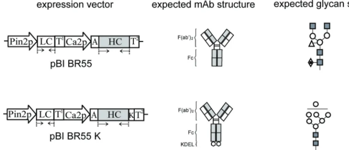 Fig. 1. Construction of plant vectors to express mAb BR55 and mAb BR55K and the expected glycan  structures
