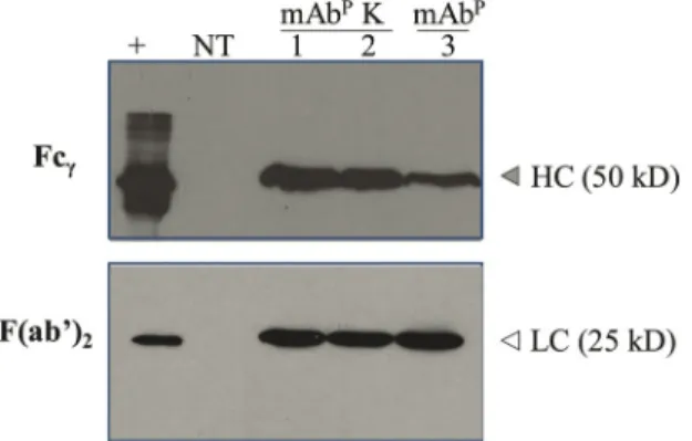 Fig. 4. Immunoblot analysis of mAb BR55 and mAb BR55K  expression in transgenic plants