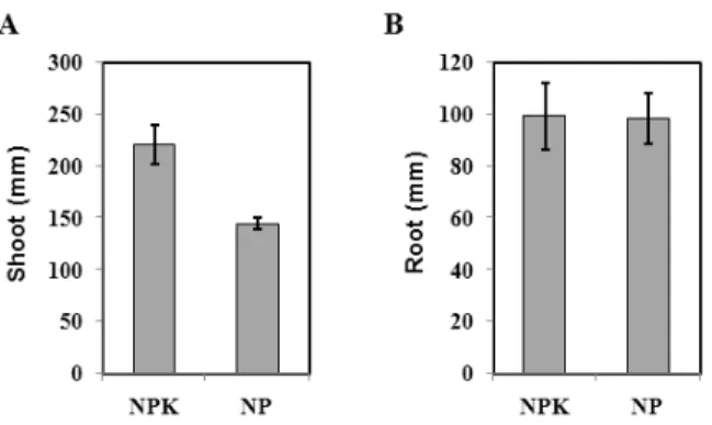 Fig. 1. Effects of K-starvation on the growth of rice. Shoot  (A) and root length (B) of 3‐week‐old seedlings were  measured