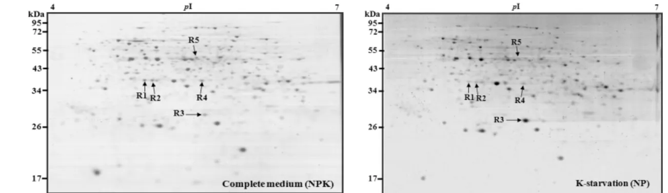 Fig. 3. Two-DE analyses of differentially induced proteins in rice root grown in different starvation medium.