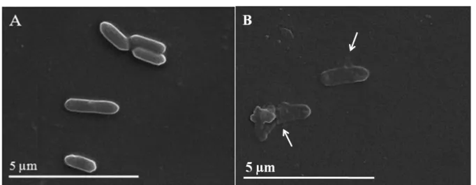 Fig.  2.  Effect  of  hexane  extract  of  T. orientalis  cones on the morphology of  L