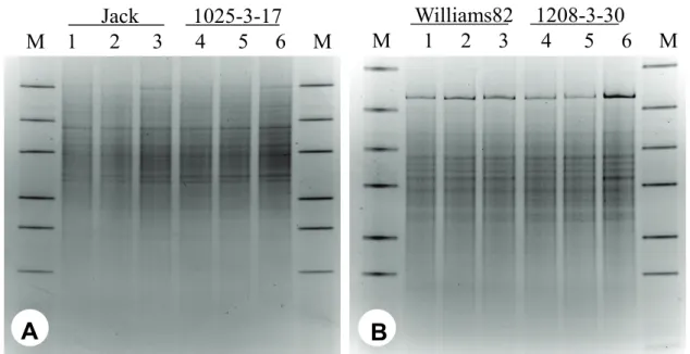 Fig. 1. DGGE analysis of 16S rDNA V9 region with primers 1070f and 1392r. A: DGGE profile for Jack(1,  2, 3) and transgenic soybean 1025-3-17(4, 5, 6); B: Williams82(1, 2, 3) and transgenic soybean 1208-3-30(4, 5, 6) M: DGGE molecular weight marker.
