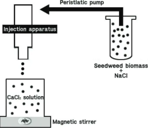 Fig. 2. Schematic diagram of apparatus for  preparing biosorbent using brown seaweed.