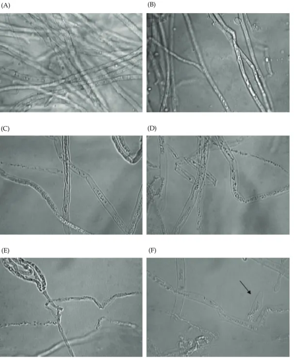 Fig.  7.  Effect  of  antifungal  activity  from  AM50  on  morphology  of  Phytophthora capsici 