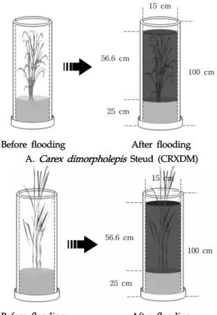Table 1. Chemical characteristics of raw water used in  Juam lake Sites COD Cr T-N T-P (mg/L) (mg/L) (mg/L) Site 1  5.0 0.95 0.018 Site 2  5.1 0.93 0.020 실험방법 침수식물체의  영양염류  제거속도  및  용출속도를  조사하기  위한  column은  토양과  식물체  채취가  용이하고,  침수  식물 체의 제거속도 및 용출속도를 정확히