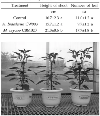 Fig. 1. Inoculation effect of  A. brasilense  CW903 and  M. 