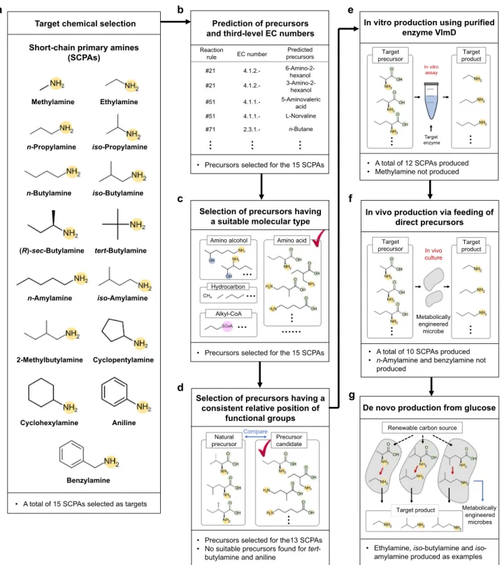 Fig. 1 Overall work ﬂow for the microbial production of 15 short-chain primary amines (SCPAs)